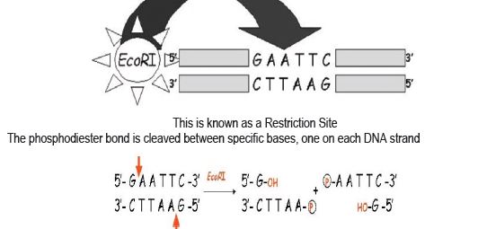 CBSE Class 12 Biology - Biotechnology Principles And Processes