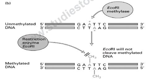 CBSE Class 12 Biology - Biotechnology Principles And Processes