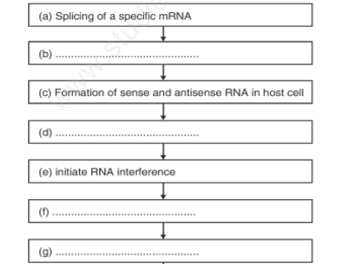 CBSE Class 12 Biology - Biotechnology and its Applications