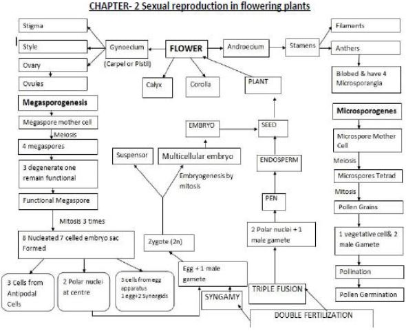 CBSE Class 12 Biology - Cancept Maps for all Biology Chapters