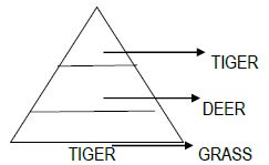 CBSE Class 12 Biology - Ecosystem notes (1)