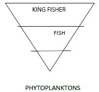 CBSE Class 12 Biology - Ecosystem notes (1)