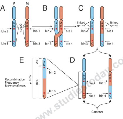 CBSE Class 12 Biology - Genetics