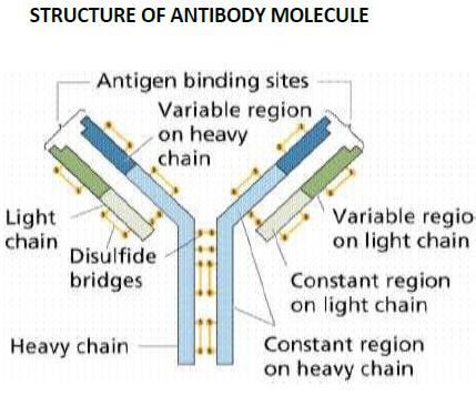 CBSE Class 12 Biology - Human Health And Disease notes