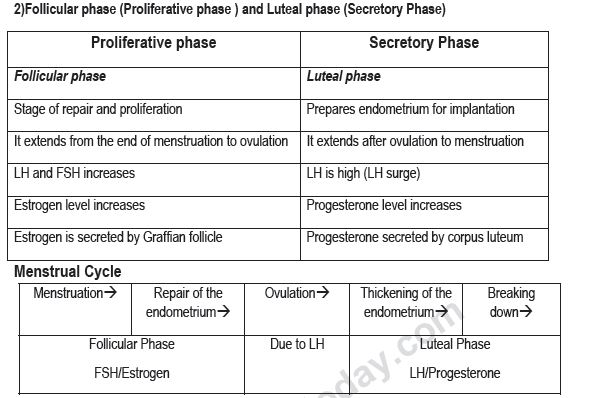 CBSE Class 12 Biology - Human Reproduction_0