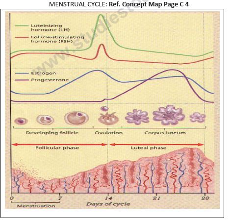 CBSE Class 12 Biology - Human Reproduction_0