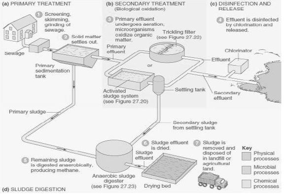 CBSE Class 12 Biology - Microbes in Human Welfare notes