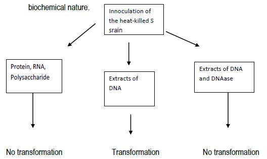 CBSE Class 12 Biology - Molecular Basis Of Inheritance notes