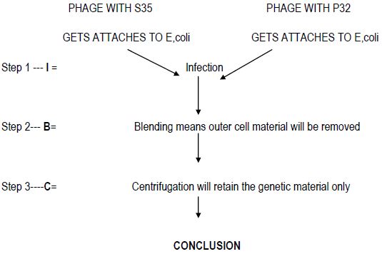 CBSE Class 12 Biology - Molecular Basis Of Inheritance notes