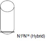 CBSE Class 12 Biology - Molecular Basis Of Inheritance notes