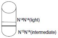 CBSE Class 12 Biology - Molecular Basis Of Inheritance notes