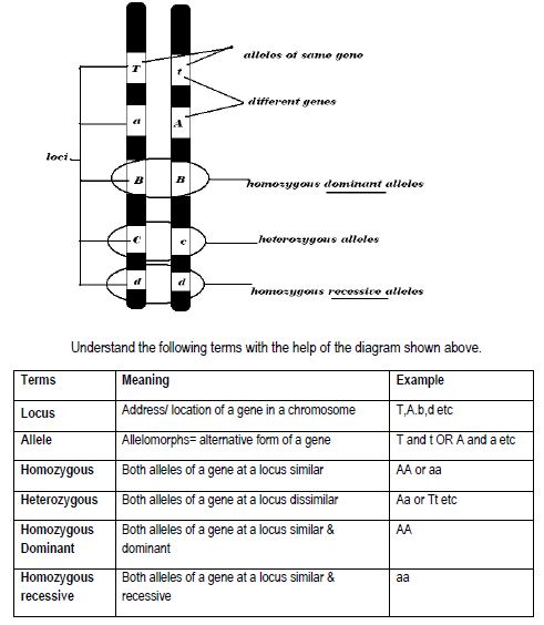 CBSE Class 12 Biology - Principles of Inheritance and Variation