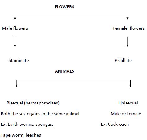 CBSE Class 12 Biology - Reproduction In Organisms notes