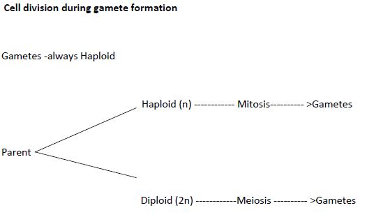 CBSE Class 12 Biology - Reproduction In Organisms notes