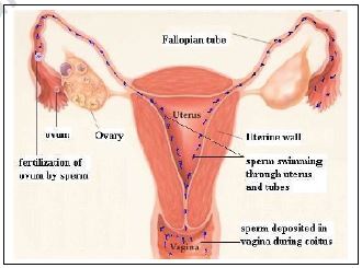 CBSE Class 12 Biology - Reproductive Health