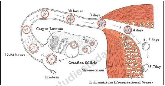 CBSE Class 12 Biology - Reproductive Health