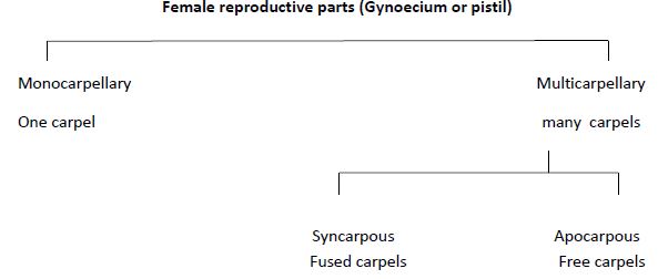 CBSE Class 12 Biology - Sexual Reproduction Inflowering Plants notes
