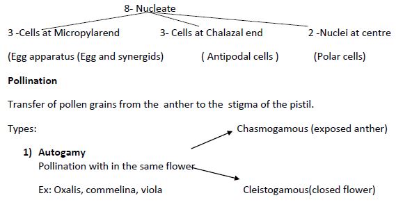 CBSE Class 12 Biology - Sexual Reproduction Inflowering Plants notes