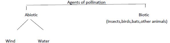 CBSE Class 12 Biology - Sexual Reproduction Inflowering Plants notes