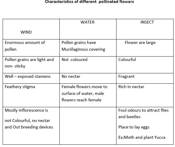 CBSE Class 12 Biology - Sexual Reproduction Inflowering Plants notes