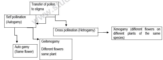 CBSE Class 12 Biology - Sexual Reproduction Inflowering Plants