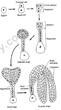 CBSE Class 12 Biology - Sexual Reproduction Inflowering Plants