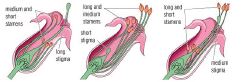 CBSE Class 12 Biology - Sexual Reproduction Inflowering Plants