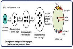 CBSE Class 12 Biology - Sexual Reproduction Inflowering Plants