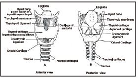 CBSE Class 12 Biology Respiration Notes