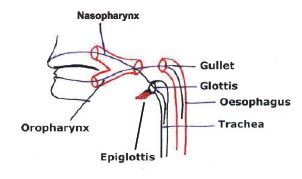 CBSE Class 12 Biology Respiration Notes