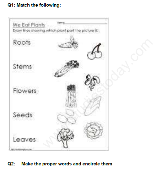 CBSE Class 3 EVS Revision Assignment Set D