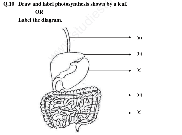 CBSE Class 4 EVS Assignment Set C