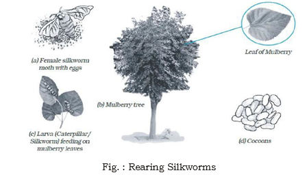 CBSE Class 6 Science Fibre to Fabric Exam Notes_1