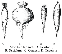 CBSE Class 6 Science Getting to Know Plants Exam Notes_10