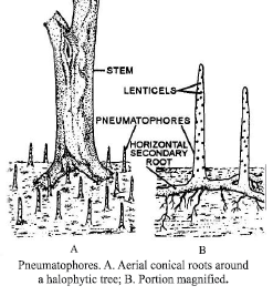 CBSE Class 6 Science Getting to Know Plants Exam Notes_11