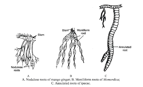 CBSE Class 6 Science Getting to Know Plants Exam Notes_13