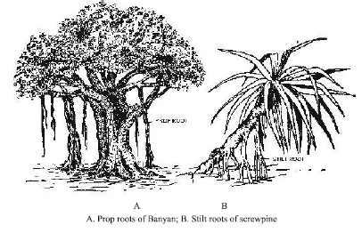 CBSE Class 6 Science Getting to Know Plants Exam Notes_14