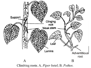 CBSE Class 6 Science Getting to Know Plants Exam Notes_15