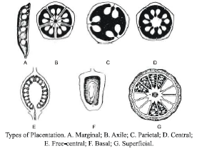 CBSE Class 6 Science Getting to Know Plants Exam Notes_18