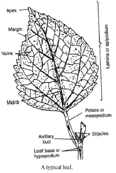 CBSE Class 6 Science Getting to Know Plants Exam Notes_2