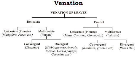 CBSE Class 6 Science Getting to Know Plants Exam Notes_3