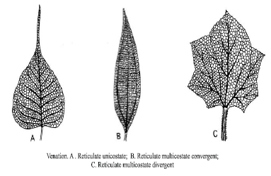 CBSE Class 6 Science Getting to Know Plants Exam Notes_4