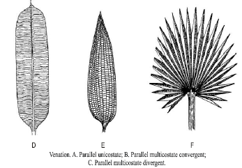 CBSE Class 6 Science Getting to Know Plants Exam Notes_5