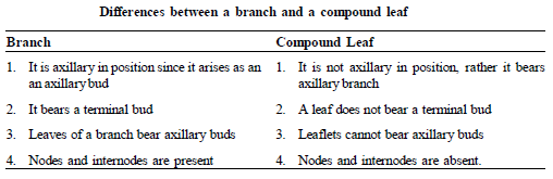 CBSE Class 6 Science Getting to Know Plants Exam Notes_6