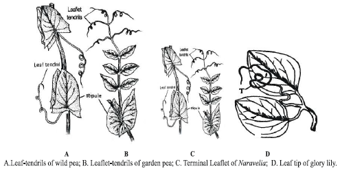 CBSE Class 6 Science Getting to Know Plants Exam Notes_7