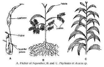 CBSE Class 6 Science Getting to Know Plants Exam Notes_8