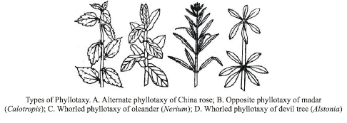 CBSE Class 6 Science Getting to Know Plants Exam Notes_9