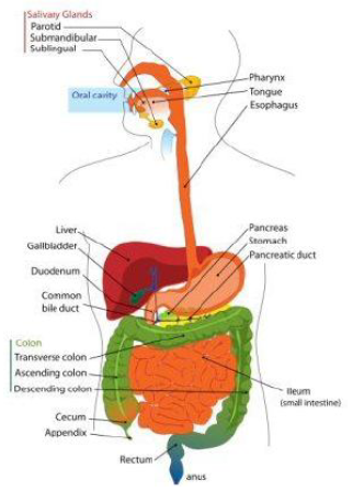 CBSE Class 7 Science - Nutrition in Animals