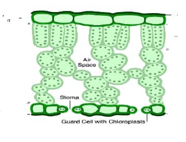 CBSE Class 7 Science - Nutrition in Plants_3