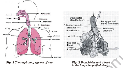 Class 7 Science Respiration in Plants and Animals Chapter Notes